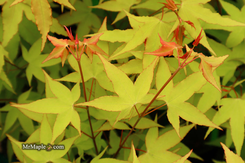 - Acer oliverianum 'Hot Blonde' Golden Japanese Maple - Mr Maple │ Buy Japanese Maple Trees