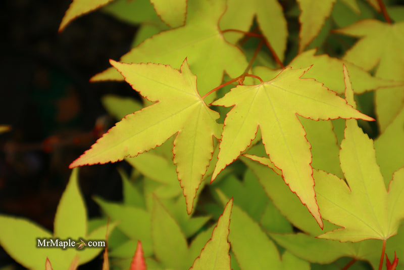 - Acer oliverianum 'Hot Blonde' Golden Japanese Maple - Mr Maple │ Buy Japanese Maple Trees