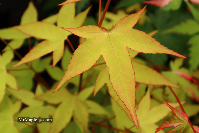 - Acer oliverianum 'Hot Blonde' Golden Japanese Maple - Mr Maple │ Buy Japanese Maple Trees