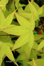 - Acer oliverianum 'Hot Blonde' Golden Japanese Maple - Mr Maple │ Buy Japanese Maple Trees