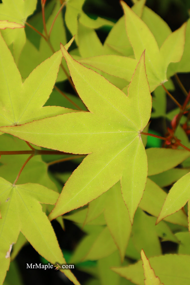 - Acer oliverianum 'Hot Blonde' Golden Japanese Maple - Mr Maple │ Buy Japanese Maple Trees