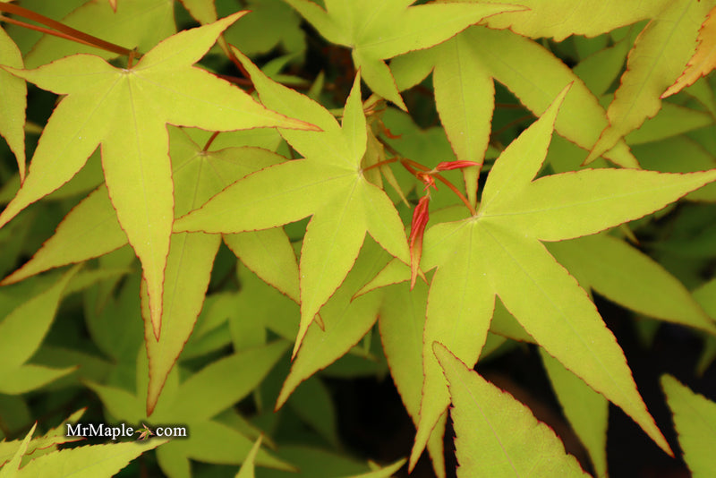 - Acer oliverianum 'Hot Blonde' Golden Japanese Maple - Mr Maple │ Buy Japanese Maple Trees
