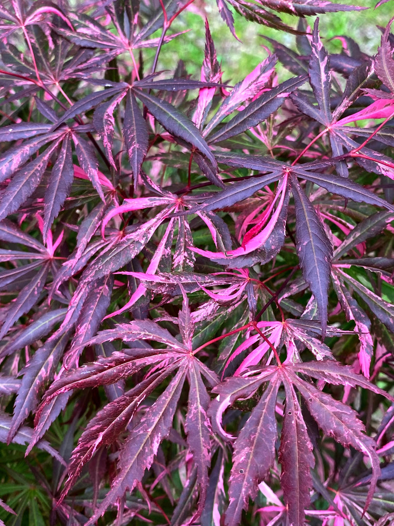 - FOR PICKUP ONLY | Acer palmatum 'Lileeanne's Jewel' Japanese Maple | DOES NOT SHIP - Mr Maple │ Buy Japanese Maple Trees