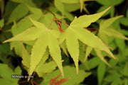 - Acer oliverianum 'Hot Blonde' Golden Japanese Maple - Mr Maple │ Buy Japanese Maple Trees
