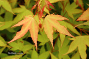 - Acer oliverianum 'Hot Blonde' Golden Japanese Maple - Mr Maple │ Buy Japanese Maple Trees