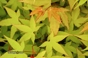 - Acer oliverianum 'Hot Blonde' Golden Japanese Maple - Mr Maple │ Buy Japanese Maple Trees