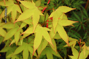- Acer oliverianum 'Hot Blonde' Golden Japanese Maple - Mr Maple │ Buy Japanese Maple Trees