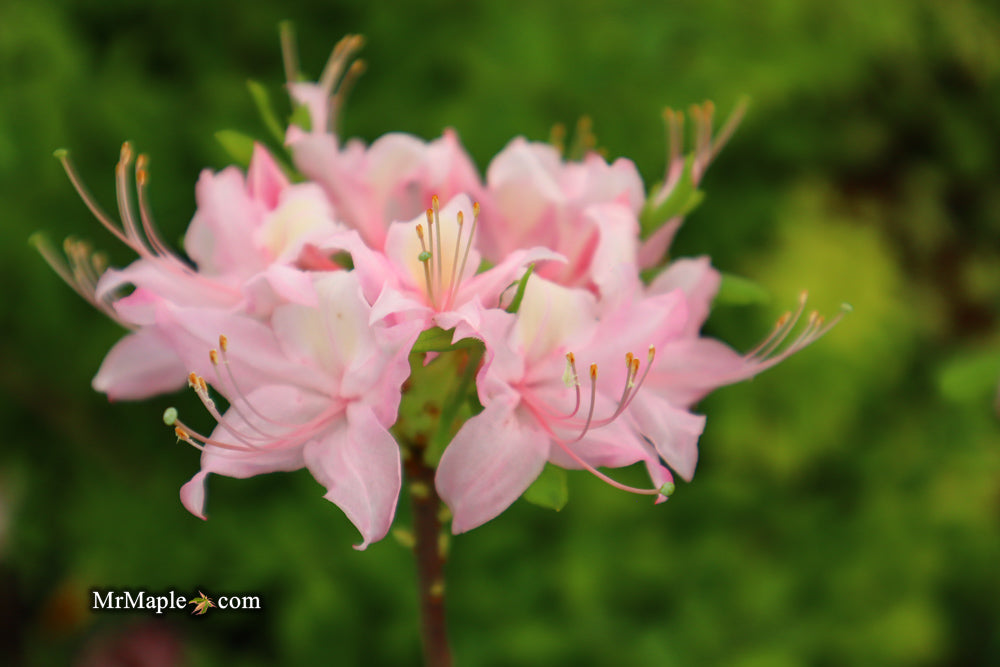 Azalea 'Lovely Linda’ Pink Native Azalea