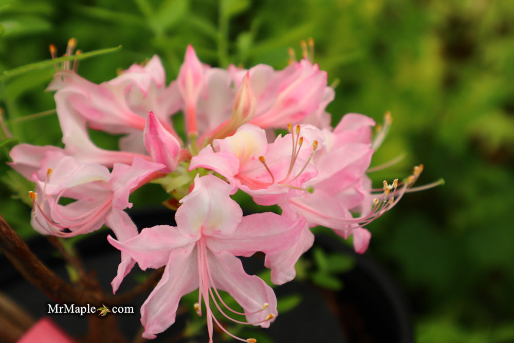 Azalea 'Lovely Linda’ Pink Native Azalea