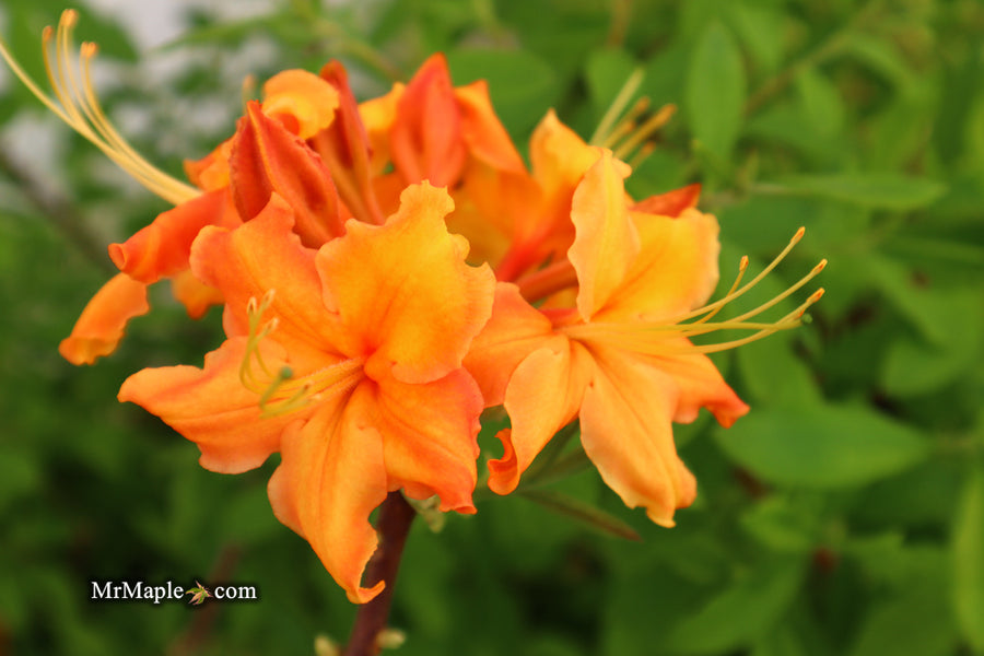 Buy Azalea 'Norma Strickland’ Orange Native Azalea — Mr Maple │ Buy ...