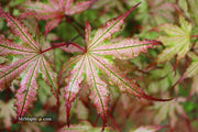- Acer palmatum 'Firefly' Japanese Maple - Mr Maple │ Buy Japanese Maple Trees