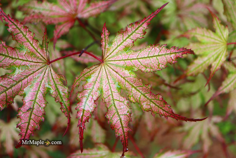 - Acer palmatum 'Firefly' Japanese Maple - Mr Maple │ Buy Japanese Maple Trees