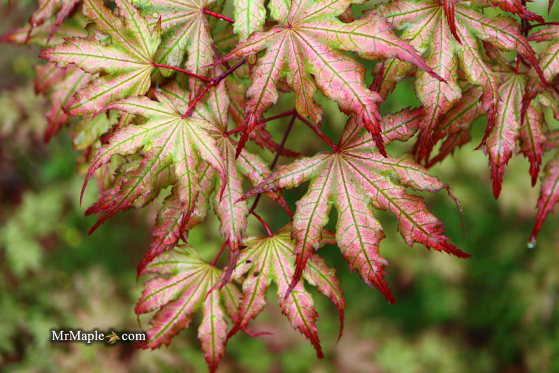 - Acer palmatum 'Firefly' Japanese Maple - Mr Maple │ Buy Japanese Maple Trees