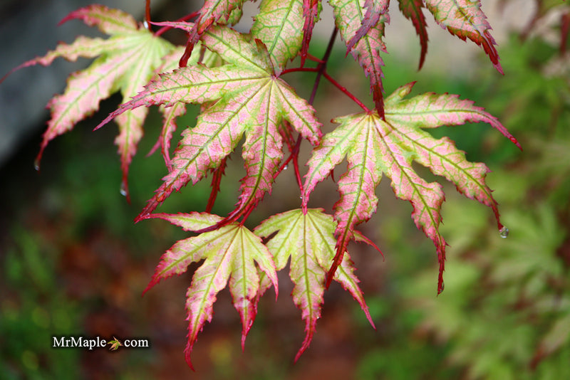 - Acer palmatum 'Firefly' Japanese Maple - Mr Maple │ Buy Japanese Maple Trees