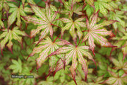 - Acer palmatum 'Firefly' Japanese Maple - Mr Maple │ Buy Japanese Maple Trees