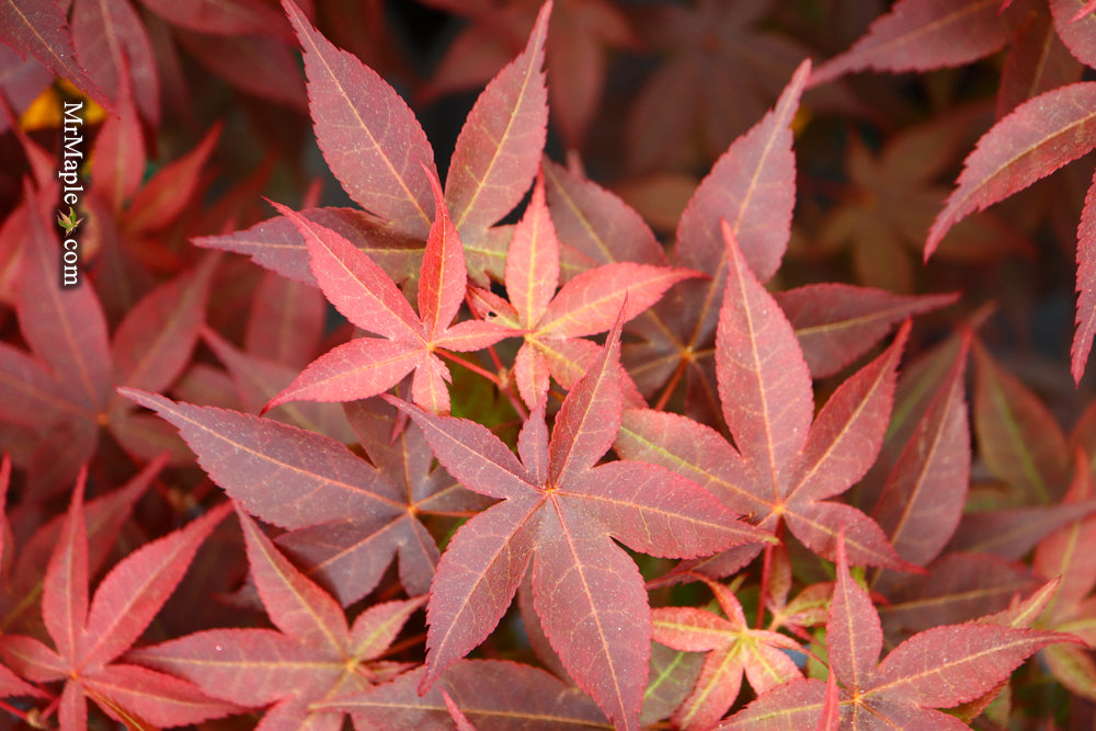 Acer palmatum 'Rhode Island Red' Dwarf Bloodgood Japanese Maple