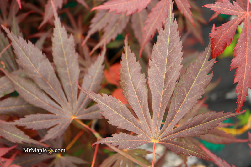 - Acer shirasawanum 'Royalty' Red Full Moon Japanese Maple - Mr Maple │ Buy Japanese Maple Trees