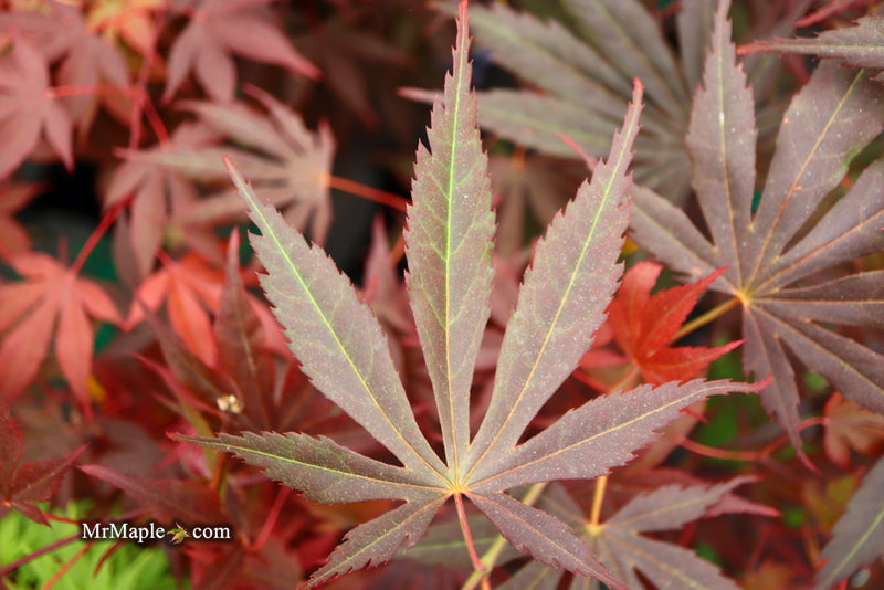 - Acer shirasawanum 'Royalty' Red Full Moon Japanese Maple - Mr Maple │ Buy Japanese Maple Trees