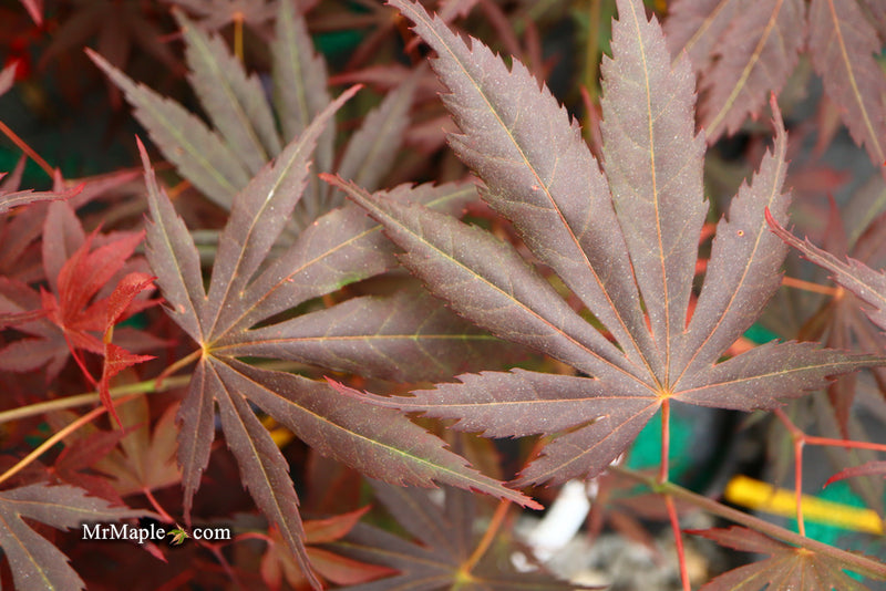 - Acer shirasawanum 'Royalty' Red Full Moon Japanese Maple - Mr Maple │ Buy Japanese Maple Trees