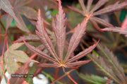 - Acer shirasawanum 'Royalty' Red Full Moon Japanese Maple - Mr Maple │ Buy Japanese Maple Trees