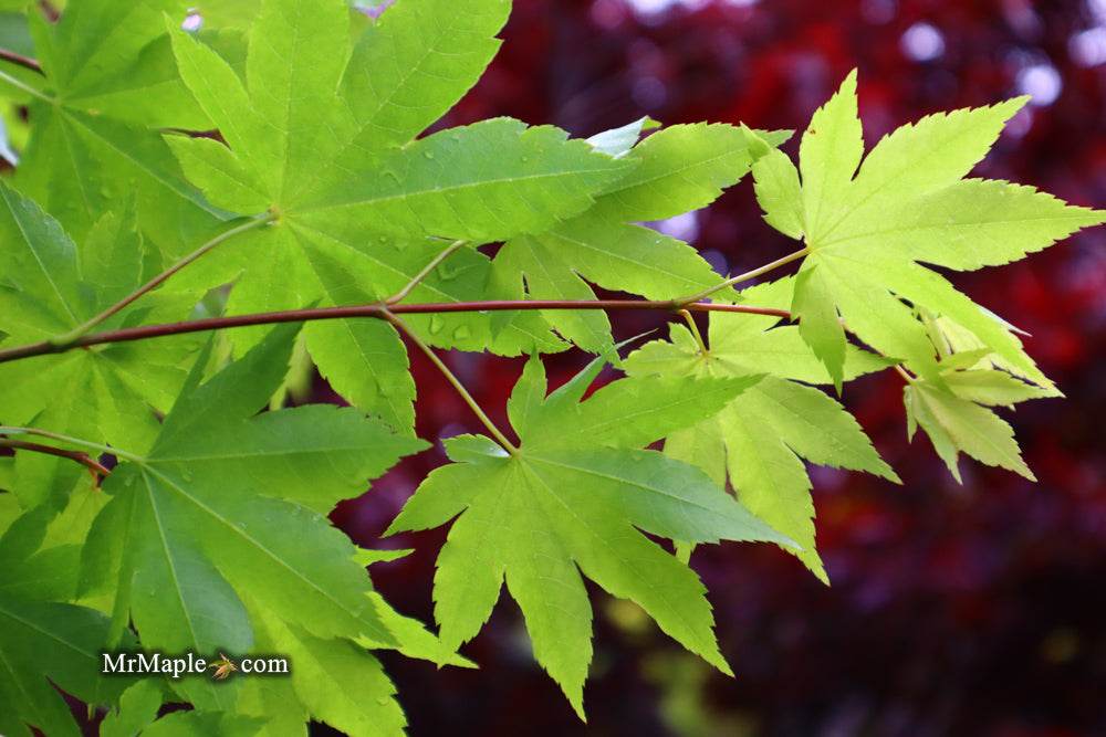 Acer circinatum x palmatum 'Herbstfeuer' Japanese Maple