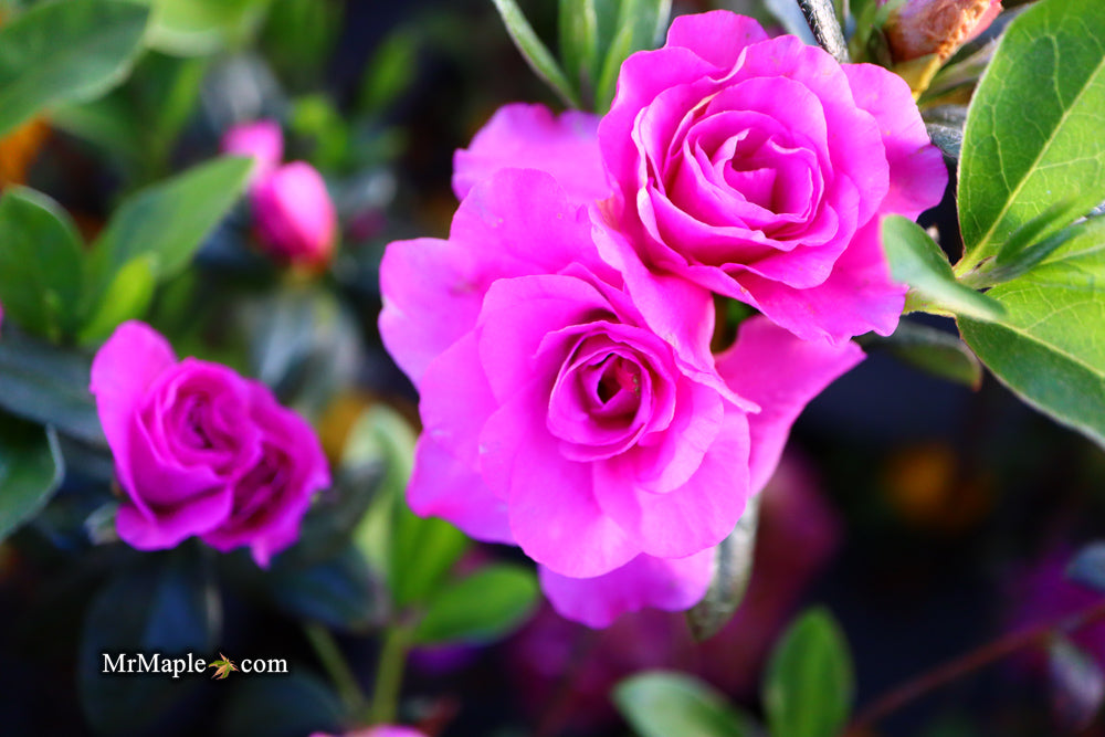 Azalea 'Amelia Rose’ Double Pink Aromi Lavender Flowering Azalea