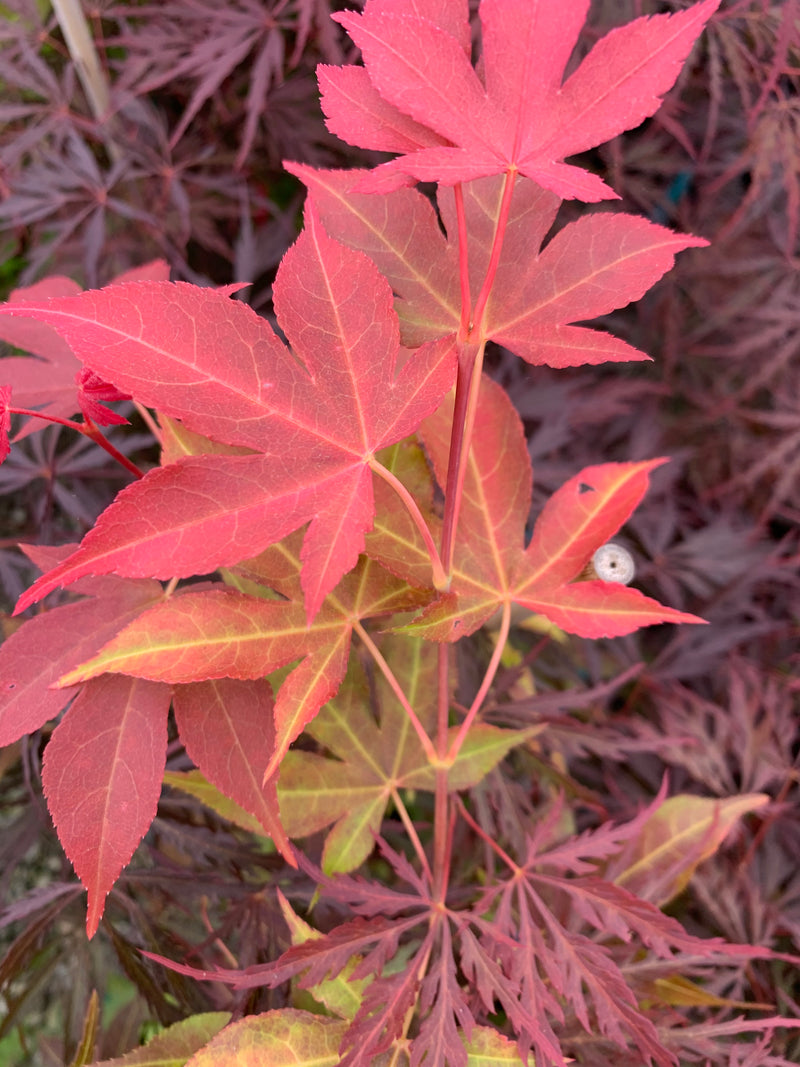 - Acer palmatum 'Gable's Glory' Chameleon Japanese Maple - Mr Maple │ Buy Japanese Maple Trees