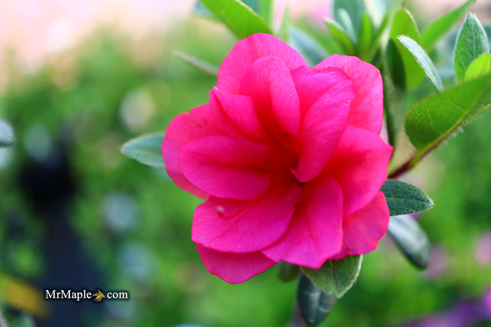 Azalea 'Girard’s Christina Marie’ Evergreen Rose Pink Azalea