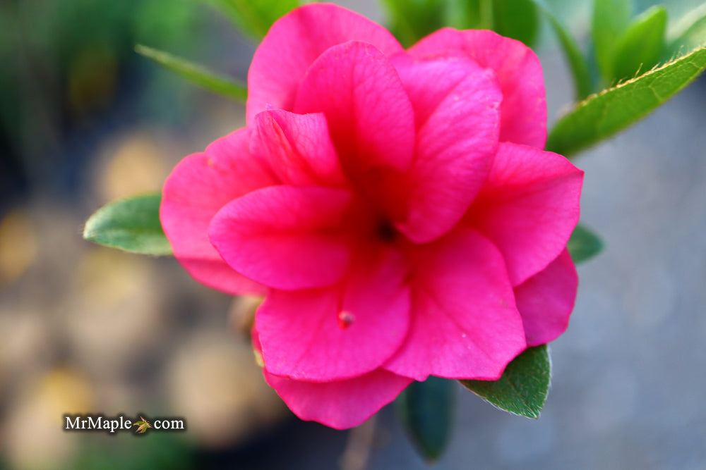 Azalea 'Girard’s Christina Marie’ Evergreen Rose Pink Azalea