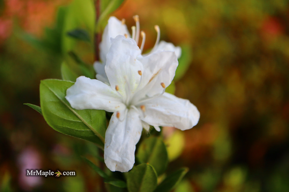 Azalea 'Snow’ White Flowering Kurume Azalea