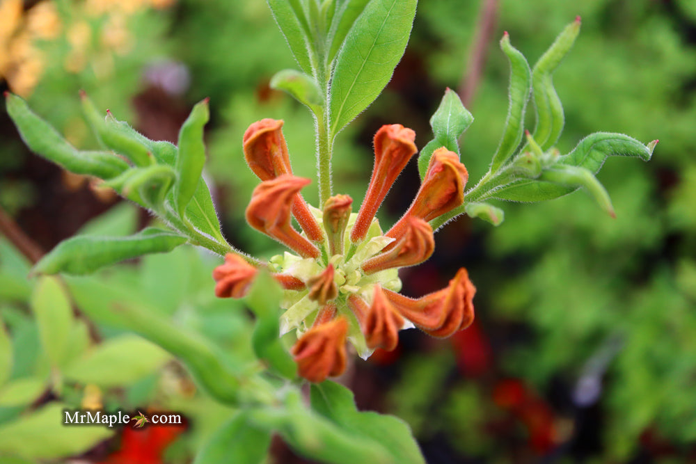 Azalea 'Short Orange Field West’ Orange Flowers Deciduous Azalea