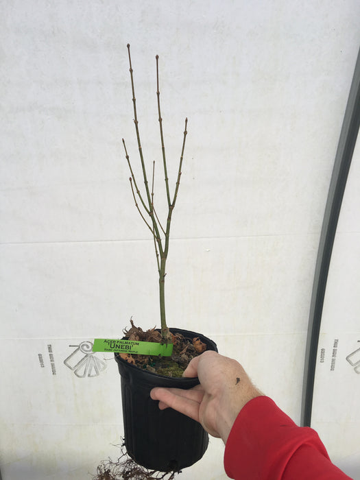 Acer palmatum 'Unebi' Japanese Maple