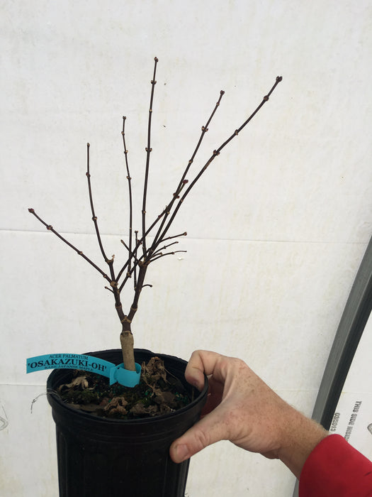 Acer palmatum 'Osakazuki-Oh' Japanese Maple