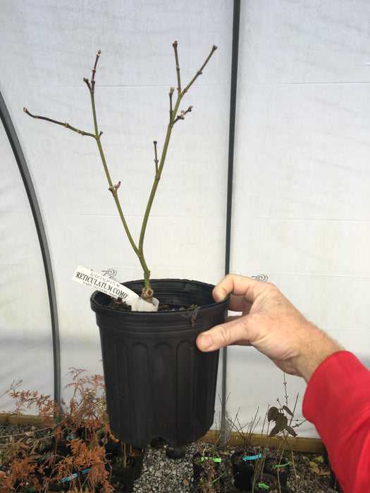 Acer palmatum 'Reticulatum Como' Japanese Maple