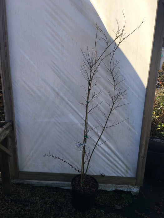 Acer palmatum 'Sango nishiki' Japanese maple