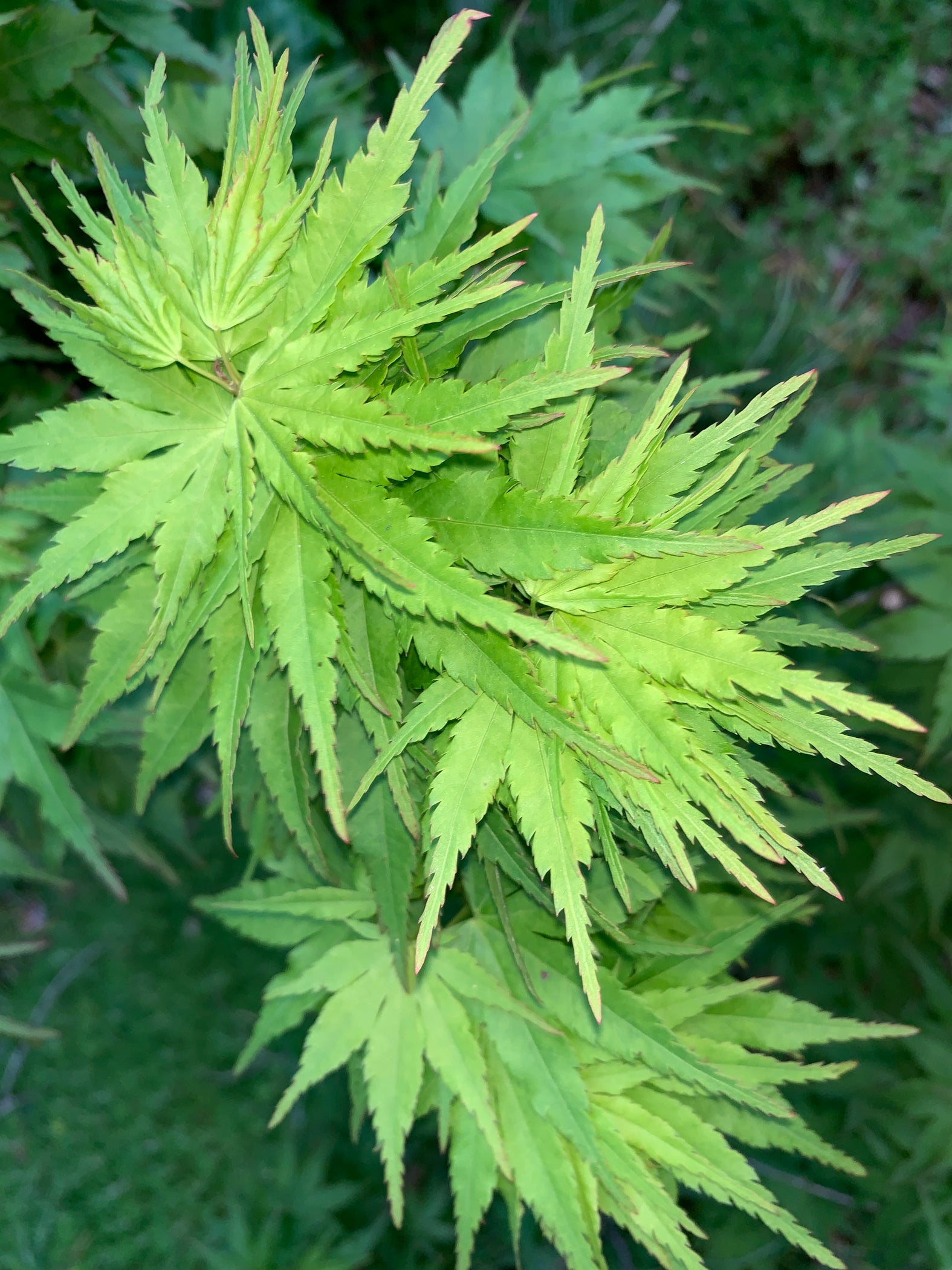 Buy Acer palmatum 'Tattoo' Dwarf Japanese Maple — Mr Maple │ Buy Japanese Maple Trees
