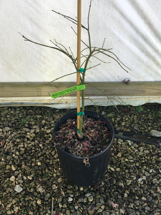 Acer palmatum 'Birthday Wishes' Japanese Maple
