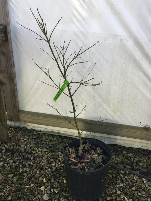Acer palmatum 'Burgundy Lime' Japanese Maple