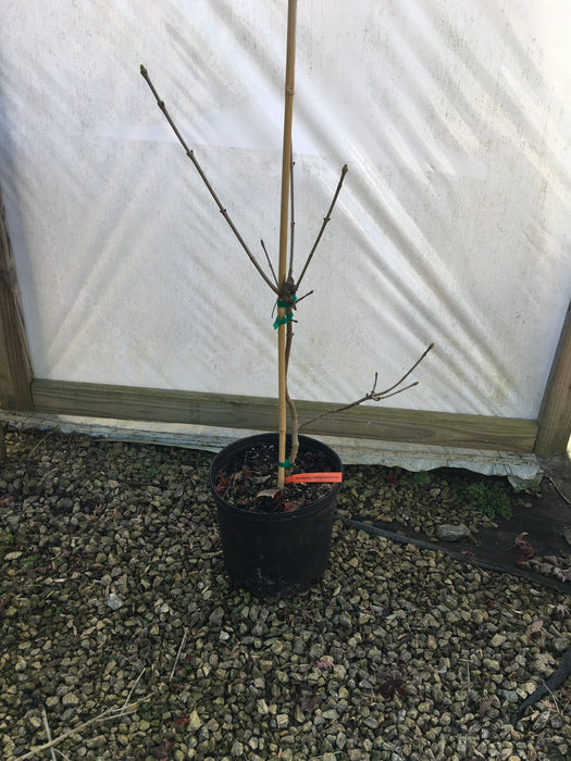 Acer pseudoplatanus 'Euchlorum' Rare Sycamore Maple