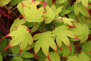 - Acer palmatum 'Tsuma gaki' Japanese Maple - Mr Maple │ Buy Japanese Maple Trees