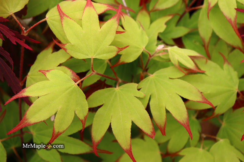 - Acer palmatum 'Tsuma gaki' Japanese Maple - Mr Maple │ Buy Japanese Maple Trees