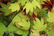 - Acer palmatum 'Tsuma gaki' Japanese Maple - Mr Maple │ Buy Japanese Maple Trees