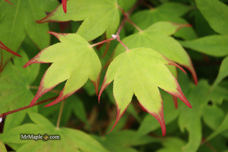 - Acer palmatum 'Tsuma gaki' Japanese Maple - Mr Maple │ Buy Japanese Maple Trees