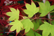- Acer palmatum 'Tsuma gaki' Japanese Maple - Mr Maple │ Buy Japanese Maple Trees