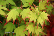 - Acer palmatum 'Tsuma gaki' Japanese Maple - Mr Maple │ Buy Japanese Maple Trees
