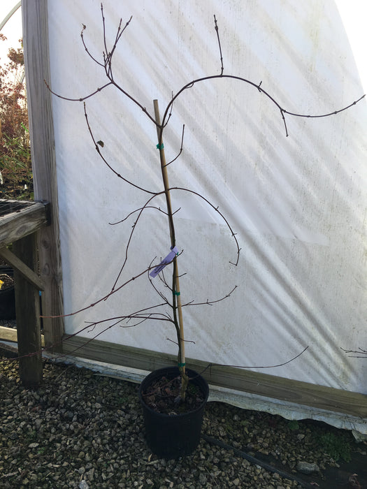 Acer davidii 'Serpentine' Snakebark Japanese Maple