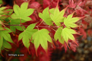 - Acer palmatum 'Tsuma gaki' Japanese Maple - Mr Maple │ Buy Japanese Maple Trees