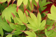 - Acer palmatum 'Tsuma gaki' Japanese Maple - Mr Maple │ Buy Japanese Maple Trees