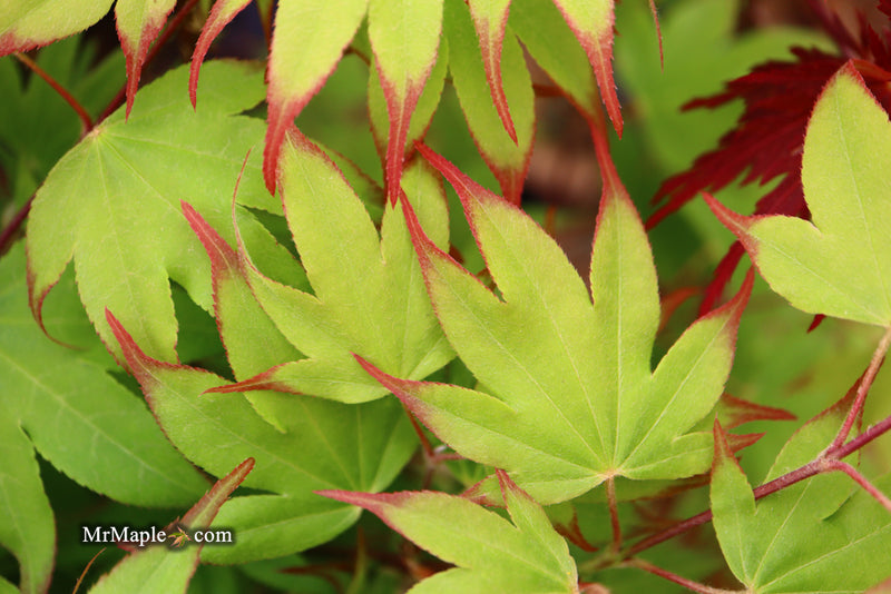 - Acer palmatum 'Tsuma gaki' Japanese Maple - Mr Maple │ Buy Japanese Maple Trees