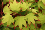 - Acer palmatum 'Tsuma gaki' Japanese Maple - Mr Maple │ Buy Japanese Maple Trees
